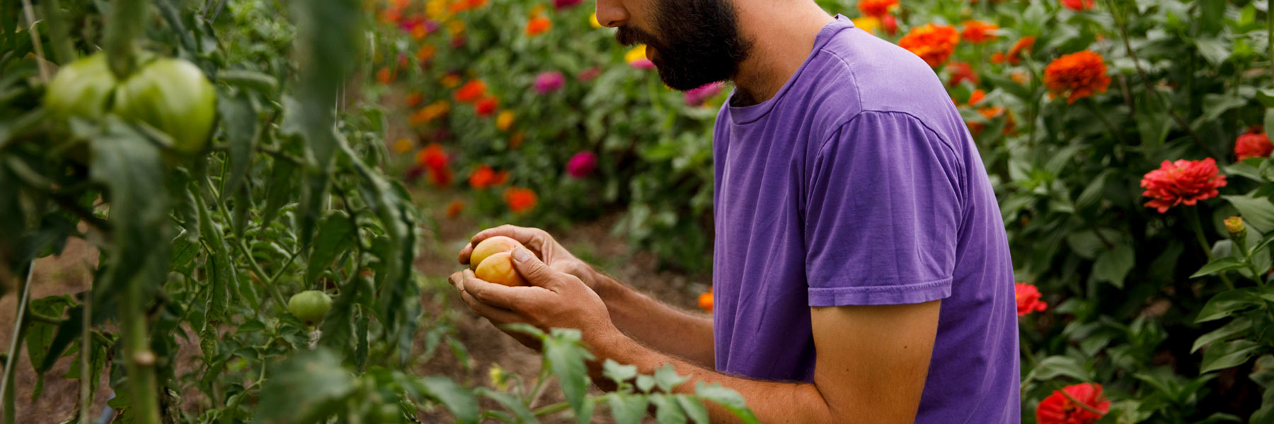 A young gardener in a field of tomatoes and flowers picks a green tomato off the vine. 
